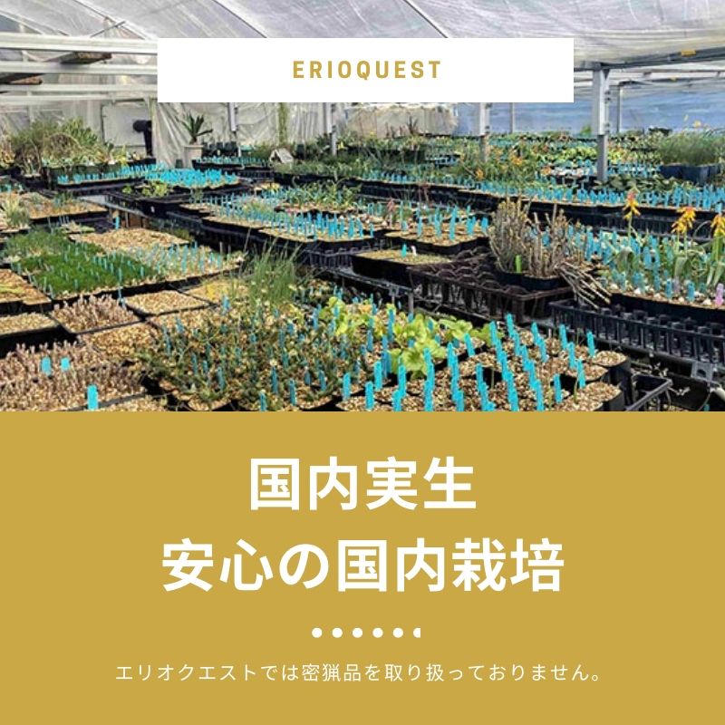 ゲチリス-ベルティシラータ-gethyllis-verticillata-eq554 – Erioquest