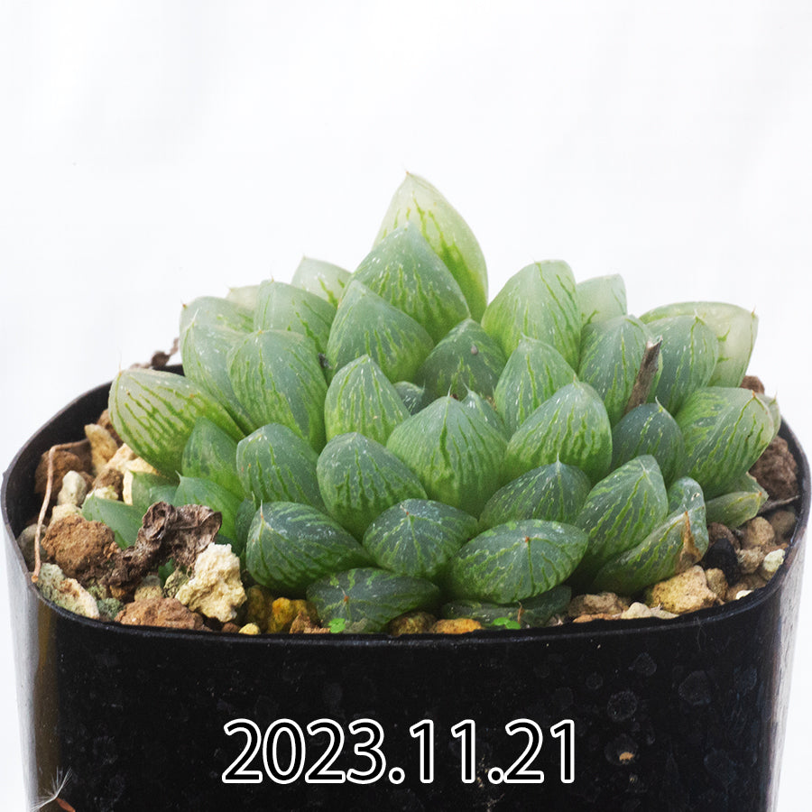haworthia-hybrid-ハオルチア-交配種-光るオブツーサ-子株-55483