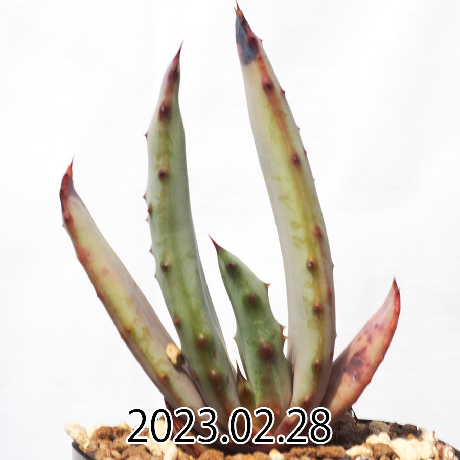Aloe ferox アロエ フェロックス EQ1380 実生 56053
