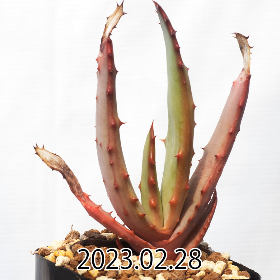 Aloe ferox アロエ フェロックス EQ1380 実生 56059