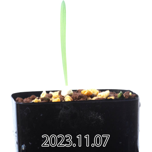 gladiolus-uysiae-グラジオラス-ウイシアエ-eq465-実生-57475