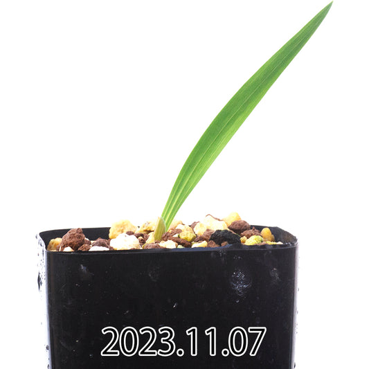 gladiolus-uysiae-グラジオラス-ウイシアエ-eq465-実生-57476