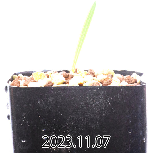 gladiolus-uysiae-グラジオラス-ウイシアエ-eq465-実生-57477