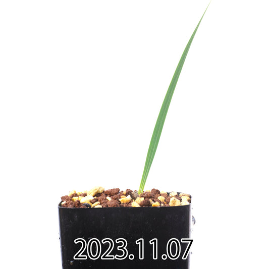 gladiolus-uysiae-グラジオラス-ウイシアエ-eq465-実生-57478