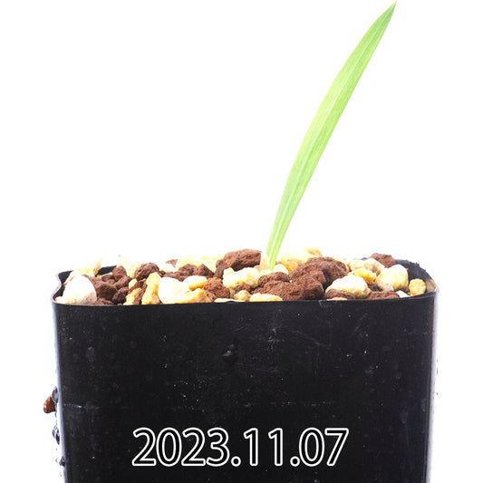 gladiolus-uysiae-グラジオラス-ウイシアエ-eq465-実生-57479