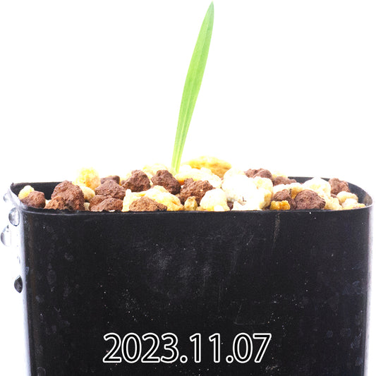 gladiolus-uysiae-グラジオラス-ウイシアエ-eq465-実生-57480