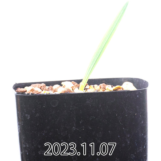 gladiolus-uysiae-グラジオラス-ウイシアエ-eq465-実生-57481