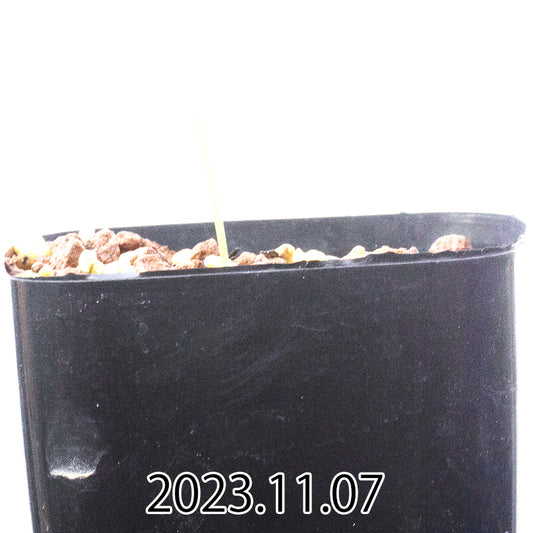 gladiolus-uysiae-グラジオラス-ウイシアエ-eq465-実生-57482