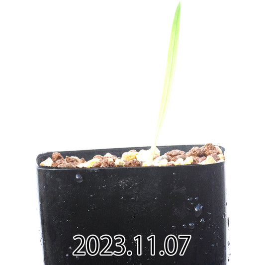 gladiolus-uysiae-グラジオラス-ウイシアエ-eq465-実生-57483