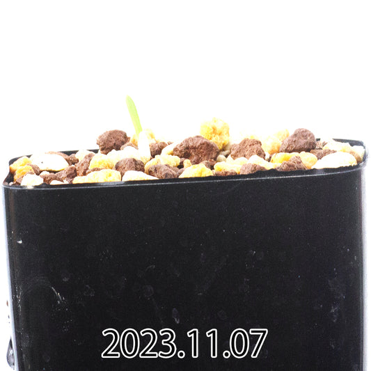 gladiolus-uysiae-グラジオラス-ウイシアエ-eq465-実生-57484