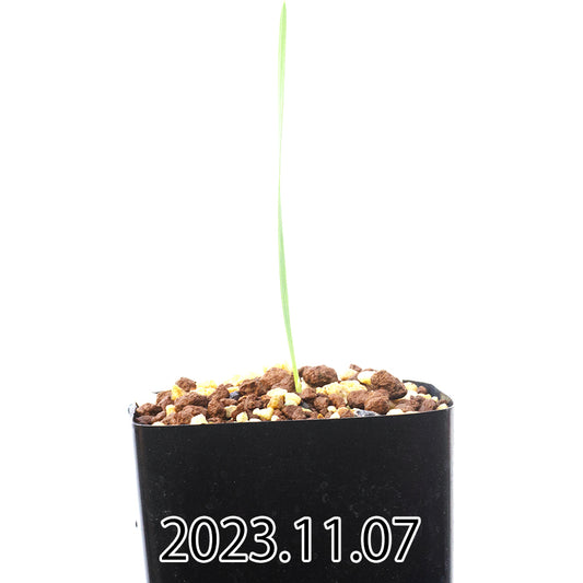 gladiolus-uysiae-グラジオラス-ウイシアエ-eq465-実生-57485