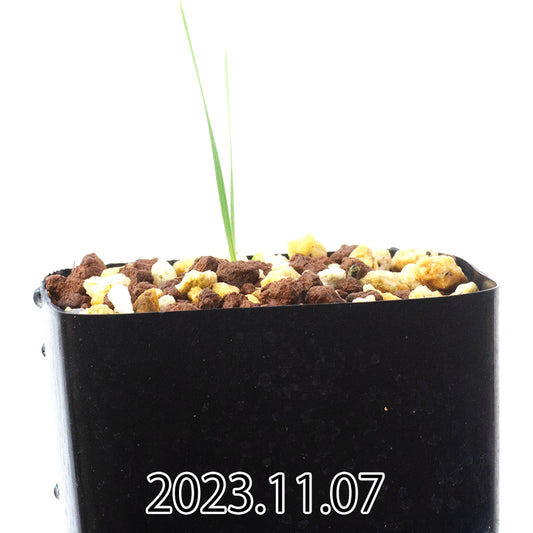 gladiolus-uysiae-グラジオラス-ウイシアエ-eq465-実生-57487