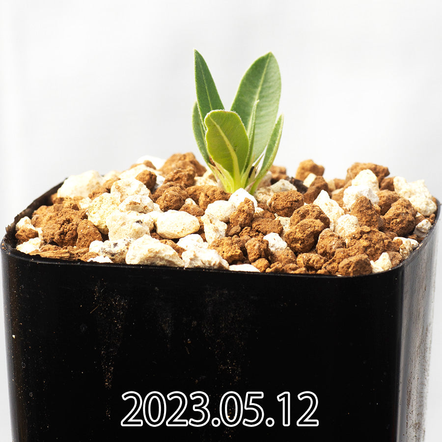 □[Y157]densiflorum デンシフローラム 実生苗 ヤマト運輸 【多肉植物 Pachypodium パキポディウム】 - 観葉植物