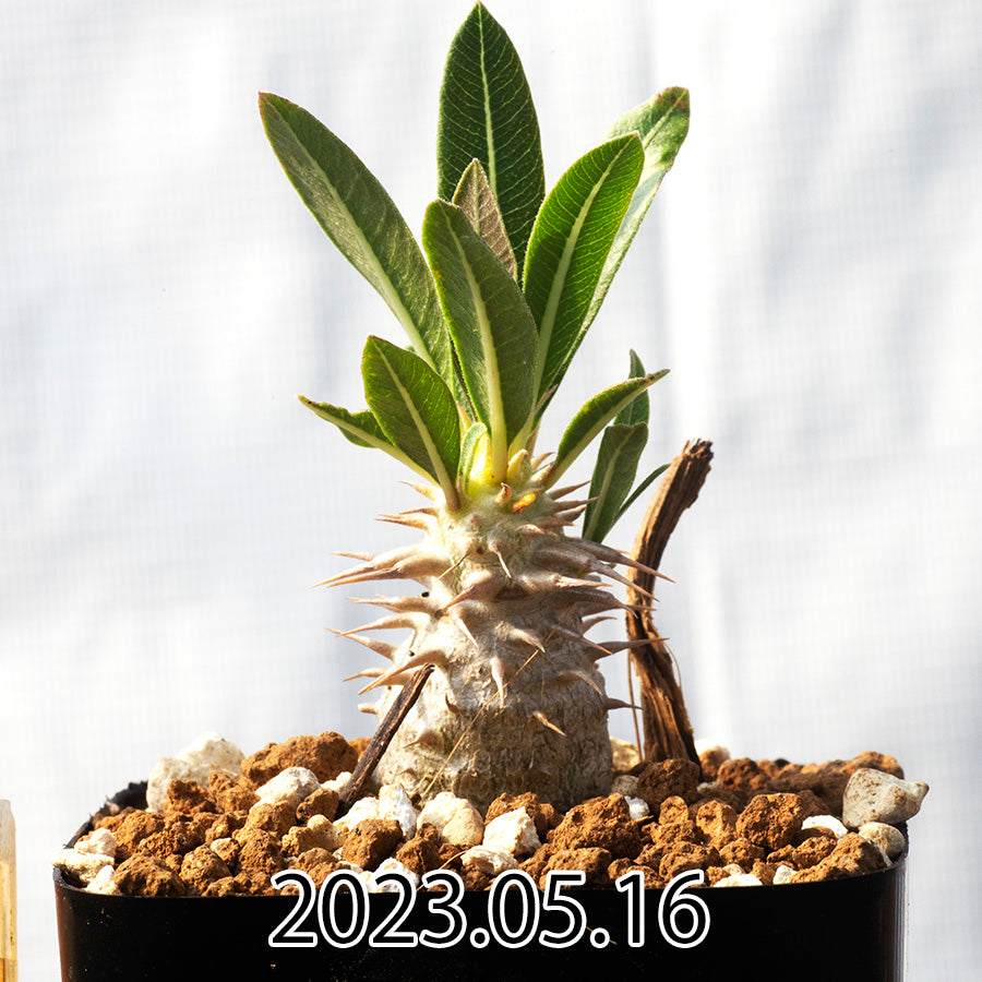 Pachypodium hybrid パキポディウム 交配種 白花恵比寿大黒 実生 58533
