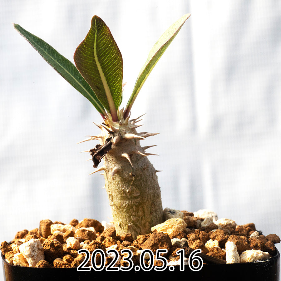 Pachypodium hybrid パキポディウム 交配種 白花恵比寿大黒 実生 58539