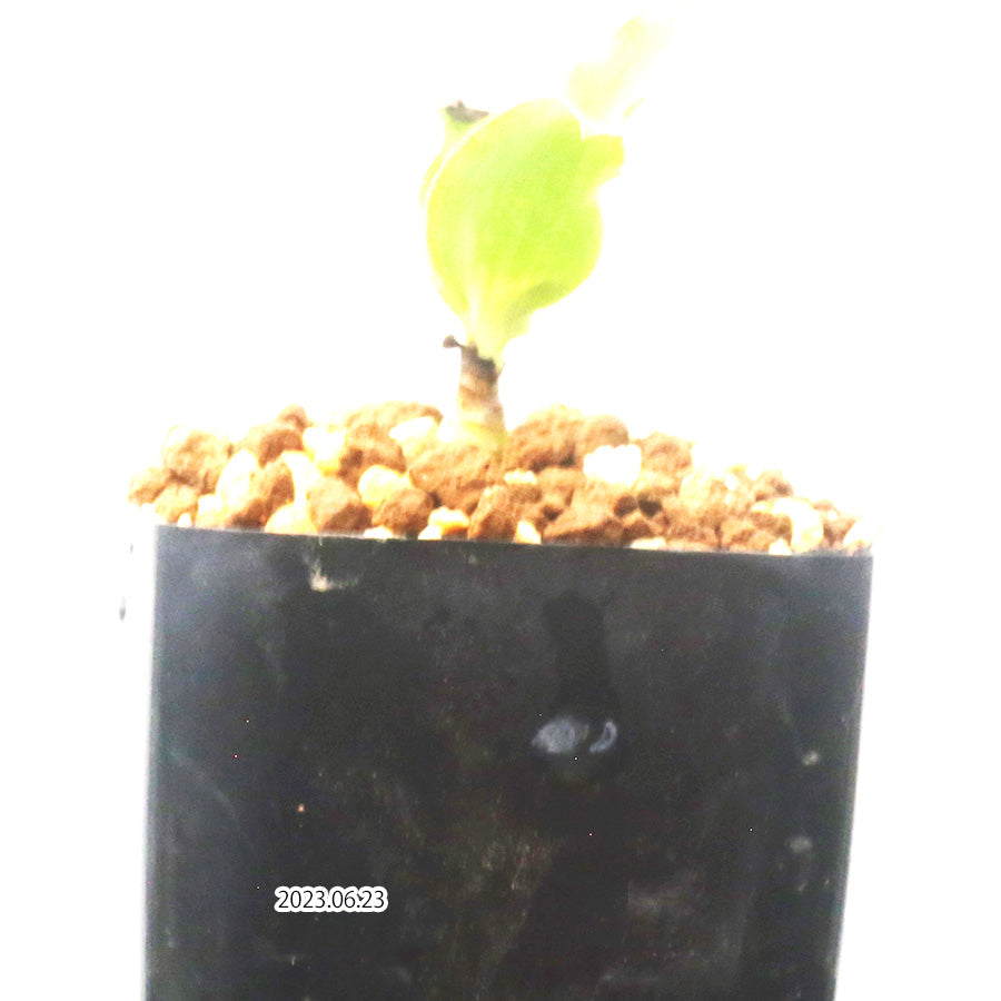 Ledebouria concolor レデボウリア コンカラー DMC10146 子株 59085