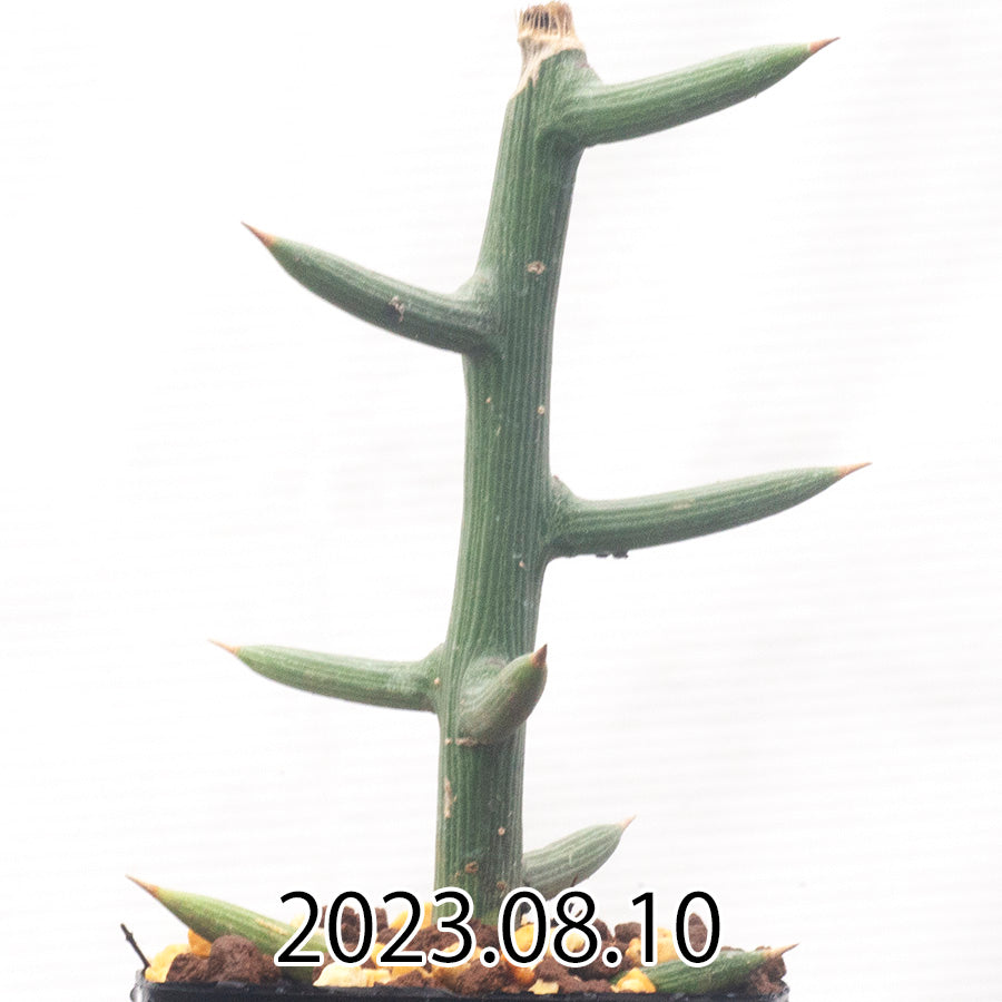 Adenia globosa アデニア グロボーサ EQ1434 子株 59960