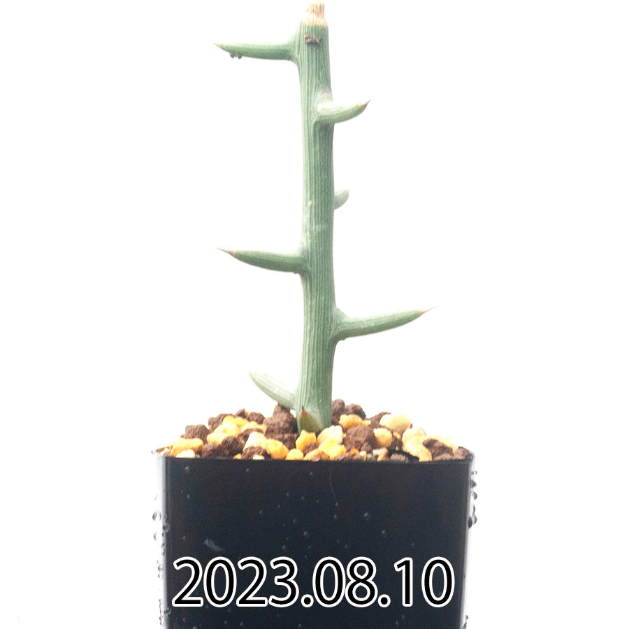 Adenia globosa アデニア グロボーサ EQ1434 子株 59976