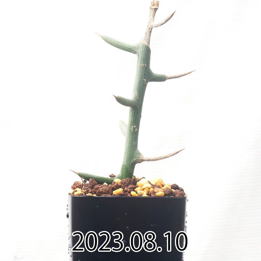 Adenia globosa アデニア グロボーサ EQ1434 子株 59977
