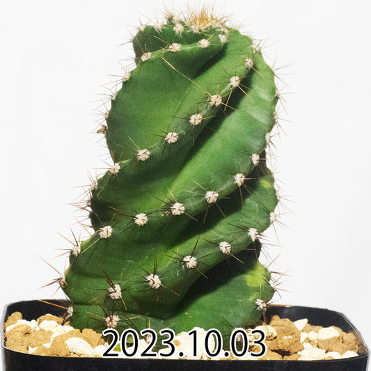 cereus-peruvianus-セレウス-プレビアナス-kk1437-60000