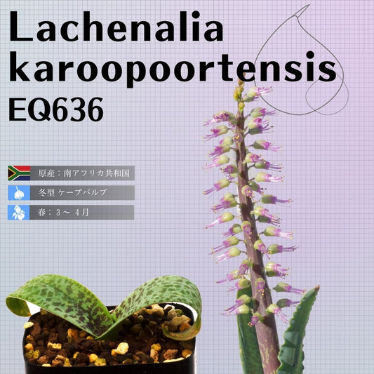ラケナリア-カループールテンシス-lachenalia-karoopoortensis-eq636