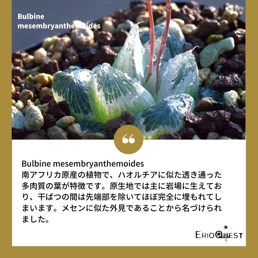 ブルビネ-メセンブリアンテモイデス-bulbine-mesembryanthemoides-eq651