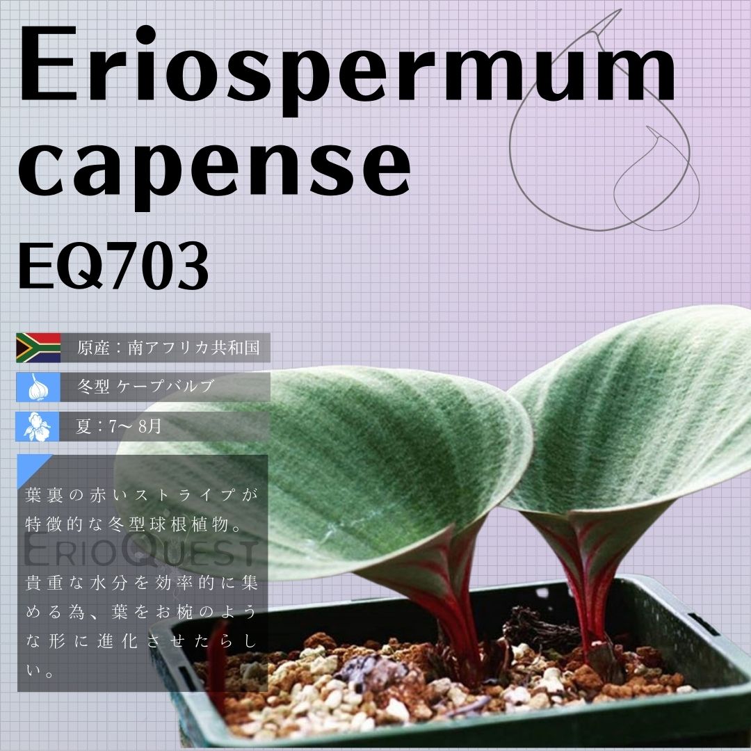 エリオスペルマム-カペンセ-eriospermum-capense-eq703