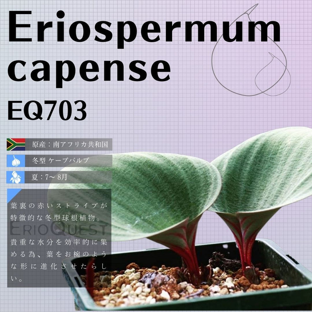 エリオスペルマム カペンセ Eriospermum capense EQ703