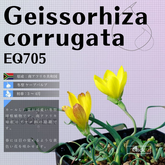 ゲイソリザ-コルガータ-geissorhiza-corrugata-eq705