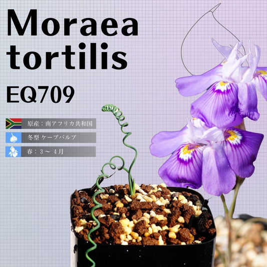 モラエア-トルティリス-moraea-tortilis-eq709