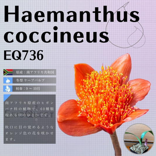 ハエマンサス-コクシネウス-haemanthus-coccineus-worcester-eq736