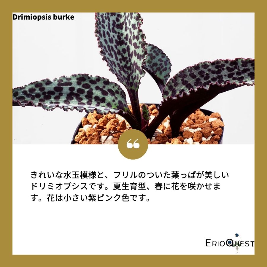 ドリミオプシス-ブルケイ-drimiopsis-burkei-eq737
