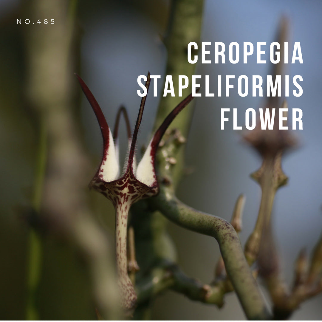 セロペギア-スタペリフォルミス-ceropegia-stapeliformis-eq783