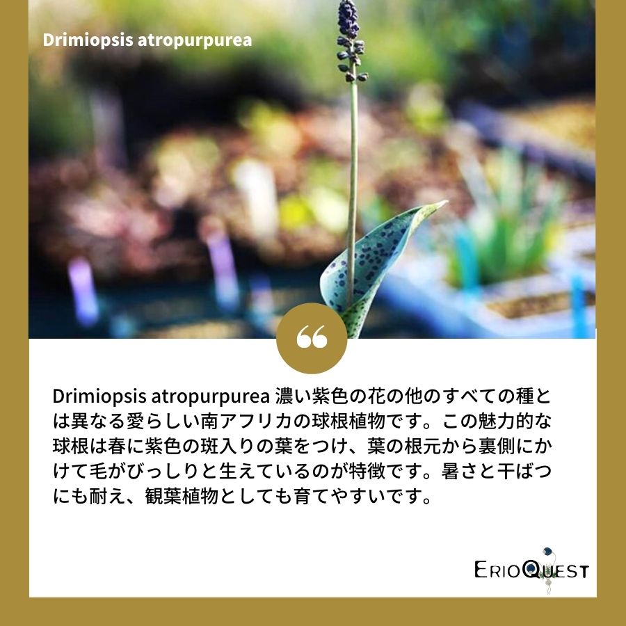 ドリミオプシス-アトロプルプレア-drimiopsis-atropurpurea-eq756
