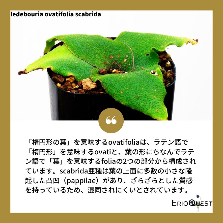 レデボウリア-オヴァティフローラ-スカブリダ-変種-ledebouria-ovatiflora-var-scabrida-eq777