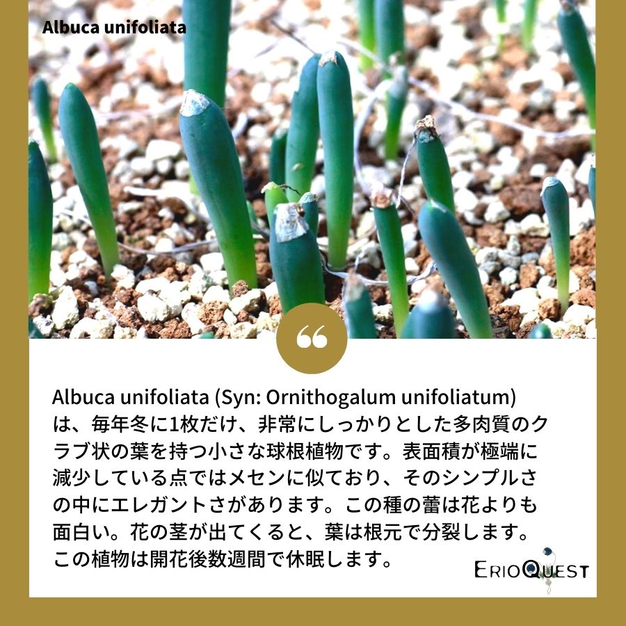 アルブカ-ウニフォリアータ-albuca-unifoliata-eq813