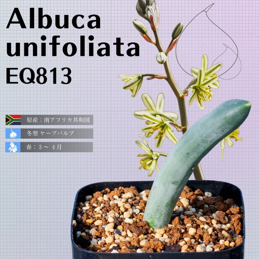 アルブカ-ウニフォリアータ-albuca-unifoliata-eq813