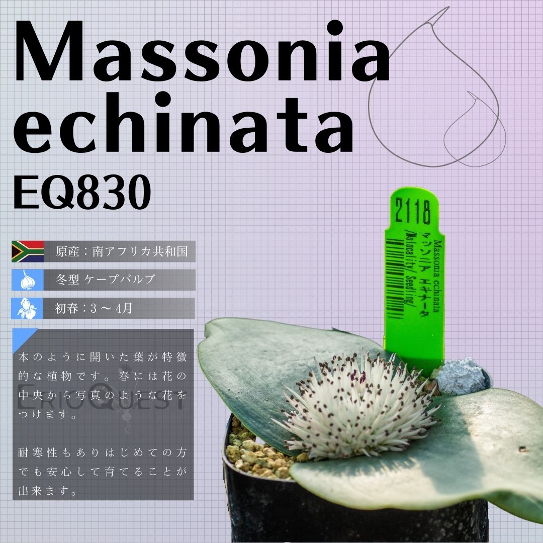 マッソニア-エキナータ-massonia-echinata-eq830