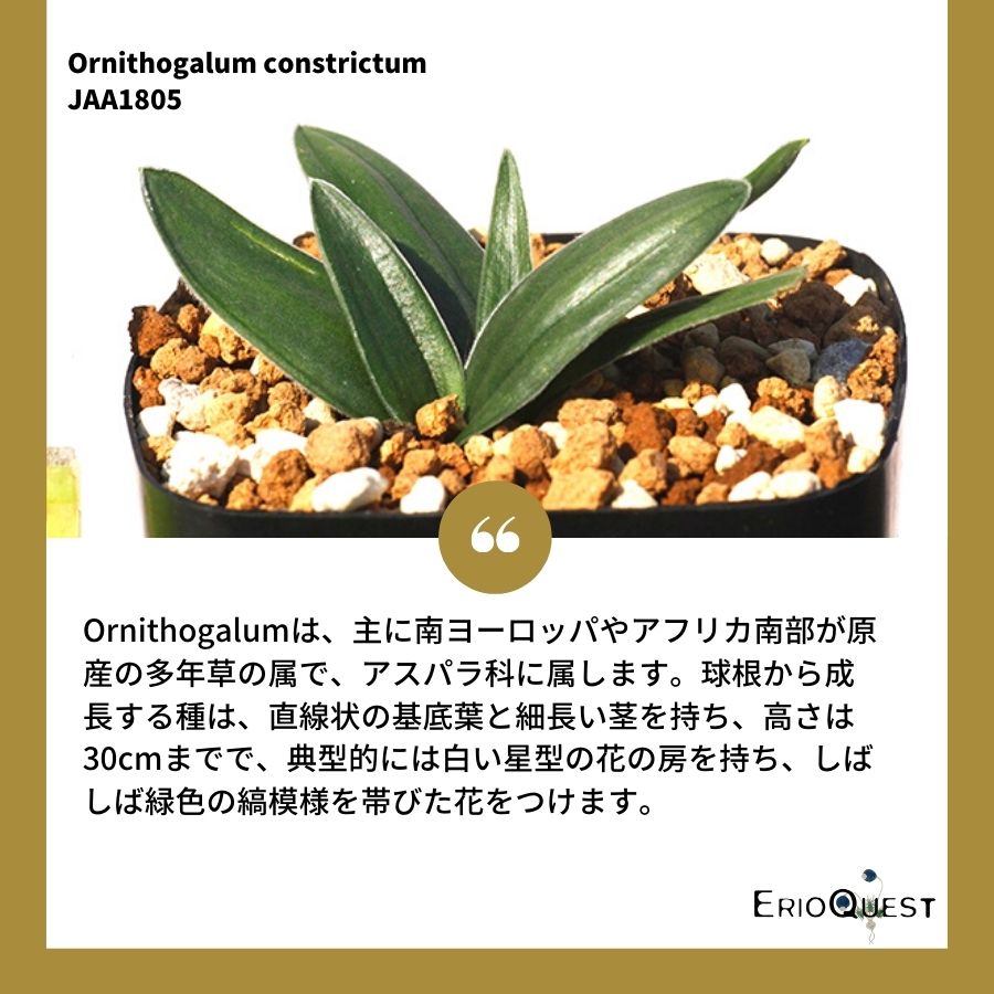 オーニソガラム-コンストリクツム-ornithogalum-constrictum-jaa1805