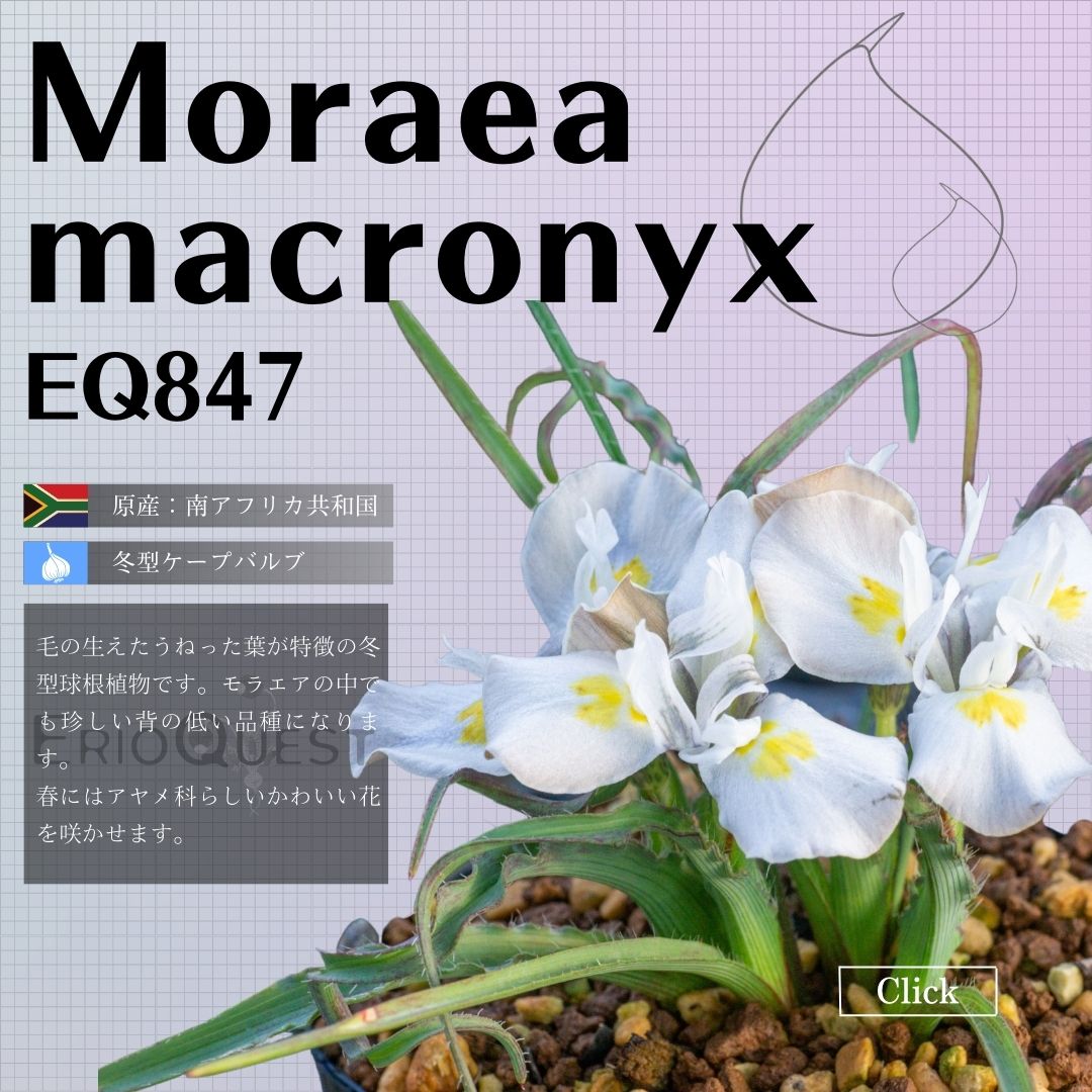モラエア-マクロニクス-moraea-macronyx-eq847