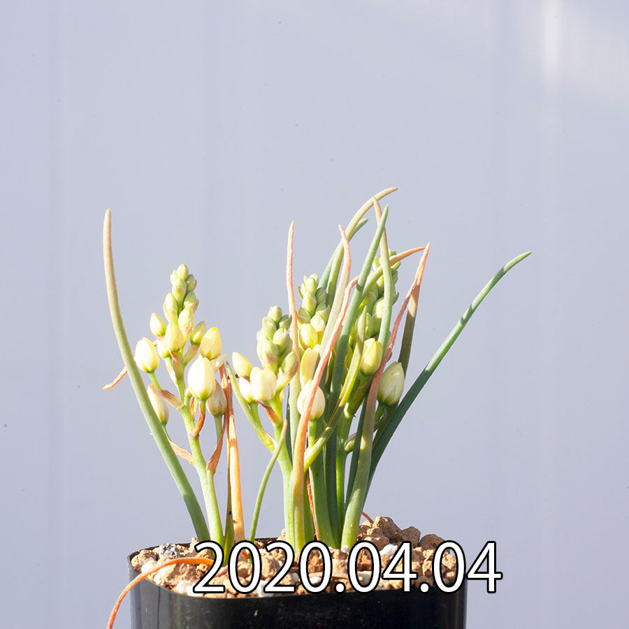 オーニソガラム ムルチフォリウム Ornithogalum multifolium EQ857