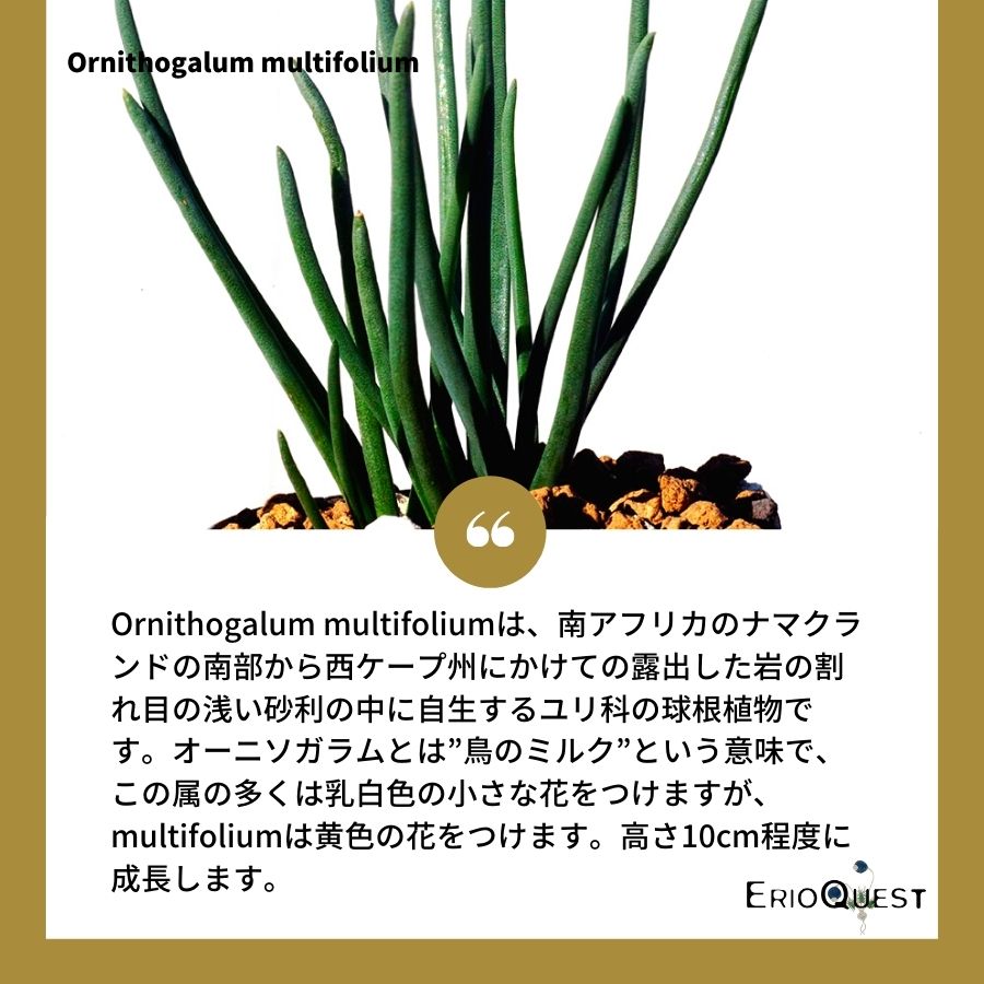 オーニソガラム-ムルチフォリウム-ornithogalum-multifolium-eq857