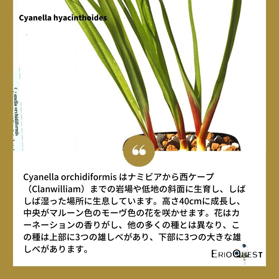 キアネラ-オーキディフォルミス-cyanella-orchidiformis-eq869