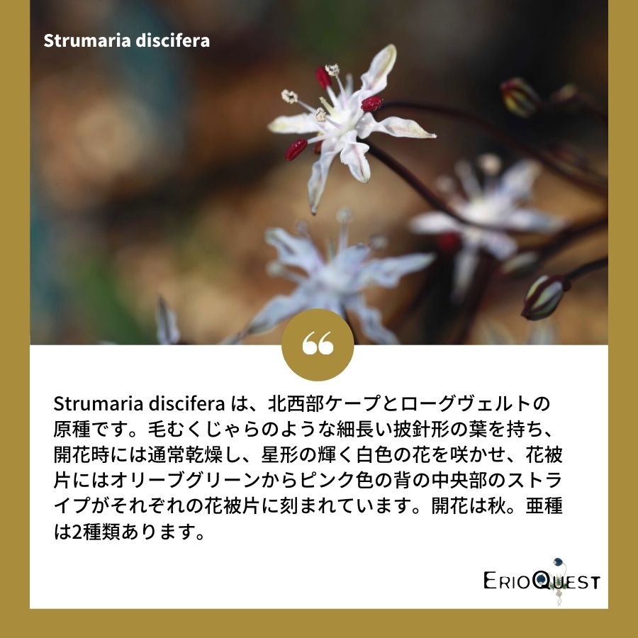ストルマリア-ディスキフェラ-strumaria-discifera-eq871