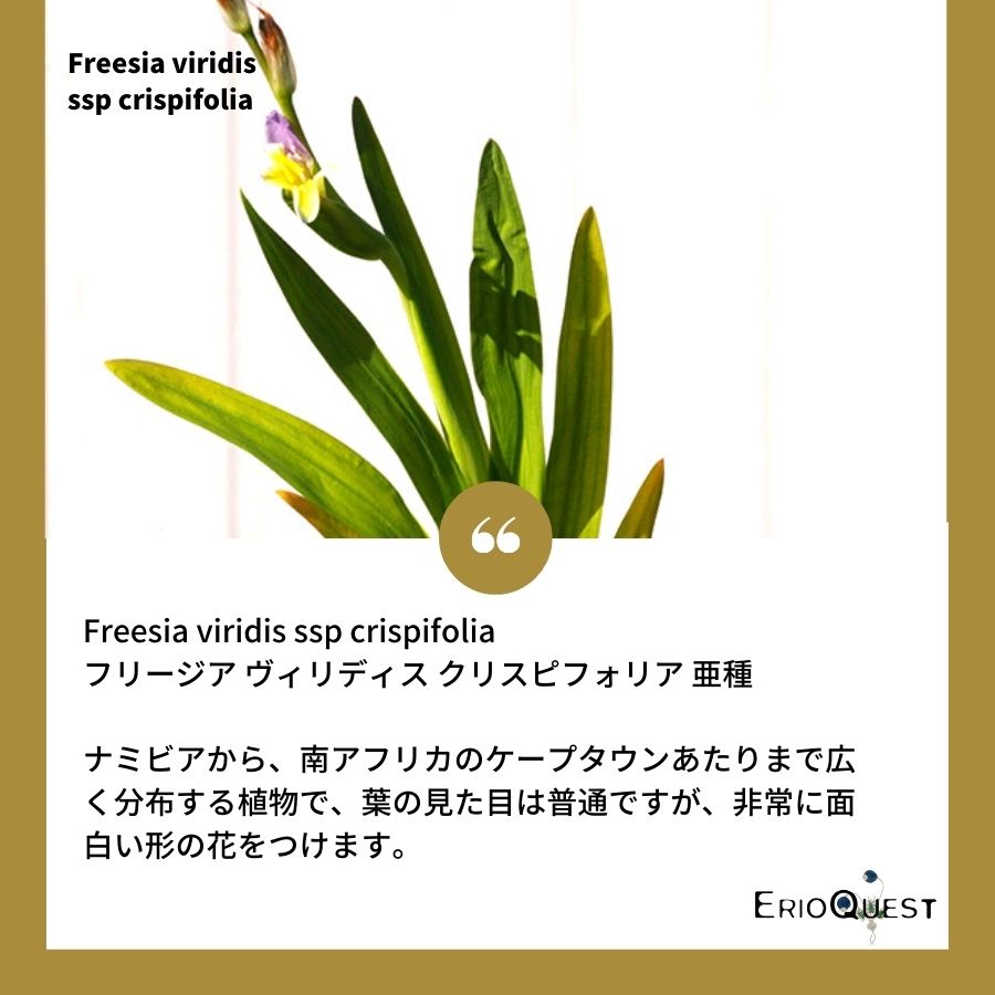 フリージア-ヴィリディス-freesia-viridis-eq874