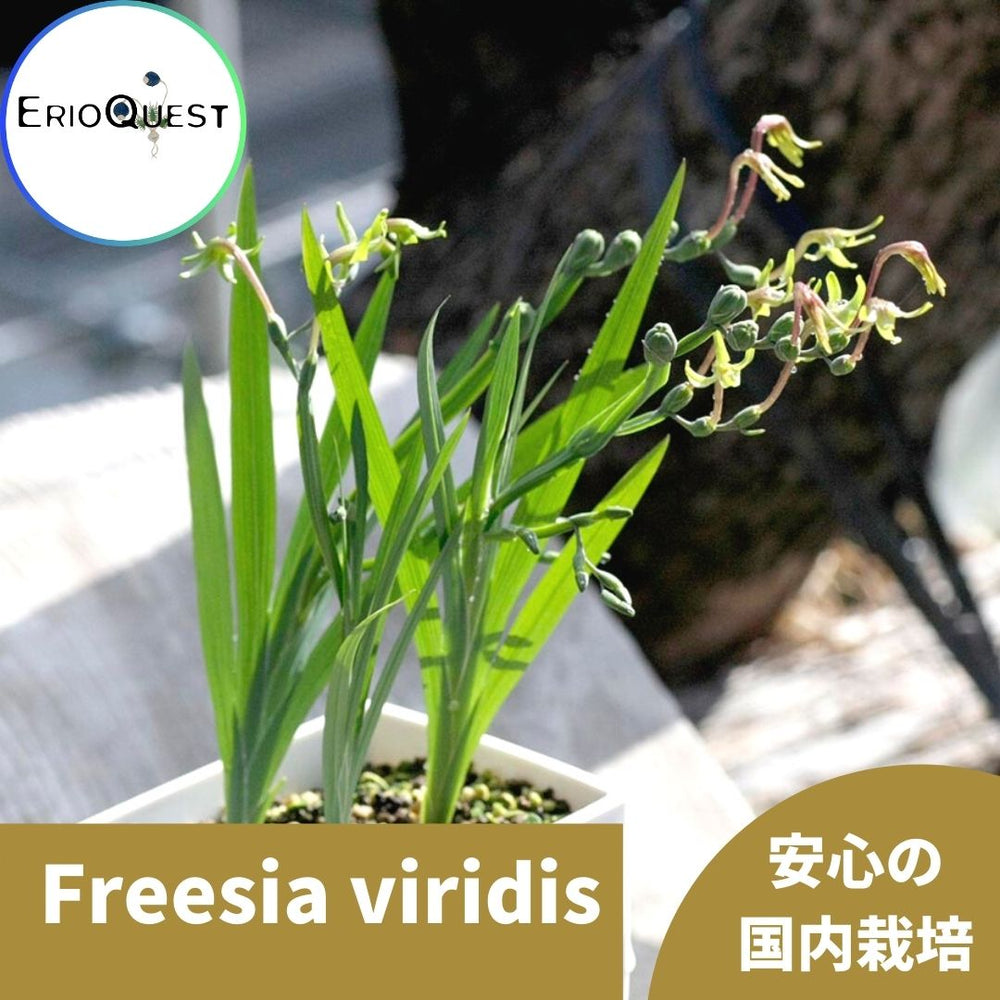 フリージア ヴィリディス Freesia viridis EQ874