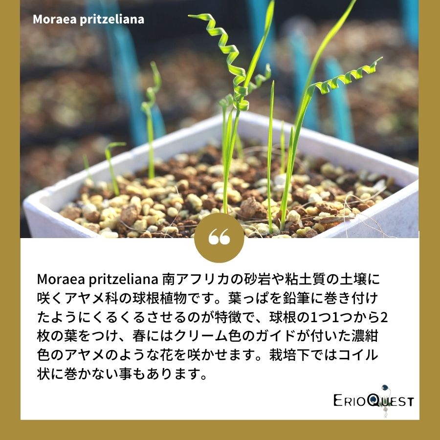 モラエア-プリツェリアーナ-moraea-pritzeliana-eq879