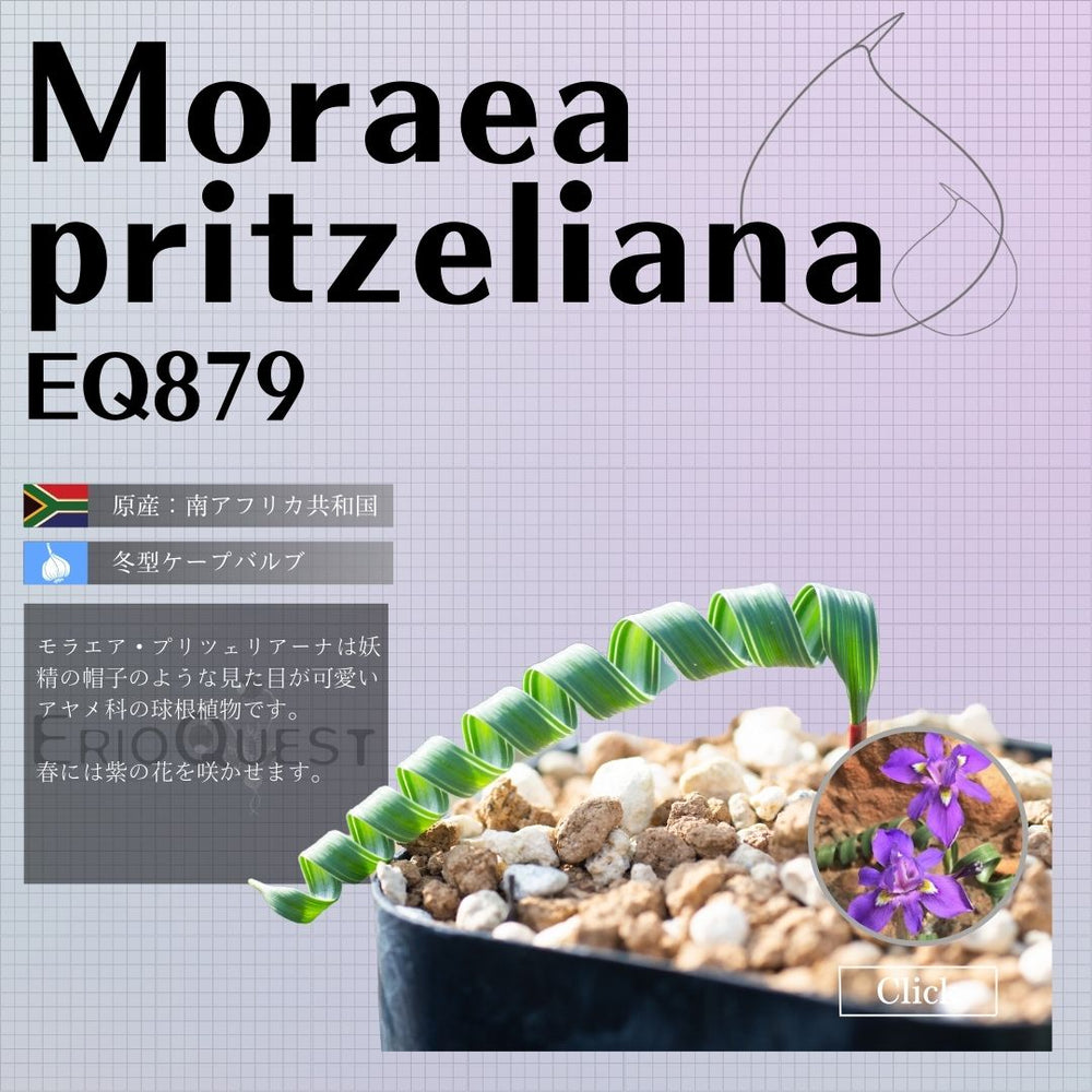 モラエア-プリツェリアーナ-moraea-pritzeliana-eq879