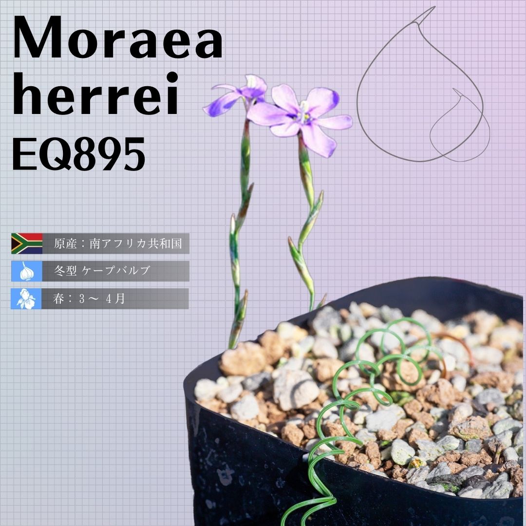 モラエア-ヘレイ-moraea-herrei-eq895